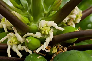 Female flower of Carica papaya