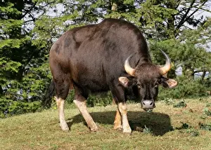 Female Gaur or Indian Bison, Bos gaurus (previously Bibos gauris), Bovinae, Bovidae. Large Asian Cattle