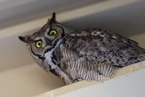 Looking At The Camera Prints: A female Great Horned Owl perched in the rafters looks straight at the camera
