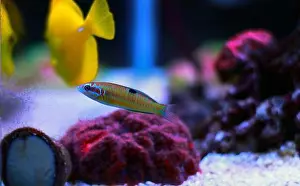 Undersea Prints: Female Green ornate wrasse fish - Thalassoma Pavo