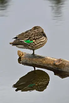 Asleep Prints: A female Green-winged Teal duck (Anas crecca)