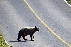 Mamma Prints: A female grizzly crossing a road near the town of Waterton in south Alberta, Canada