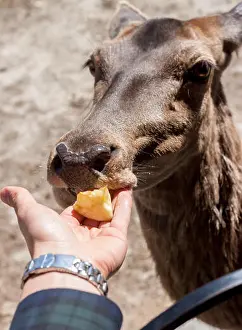 Lucent Prints: female hand with apple feeding deer