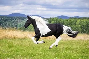 Piebald Prints: A female horse, warmblood baroque type