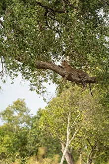 Big Five Prints: Female leopard (Panthera pardus)