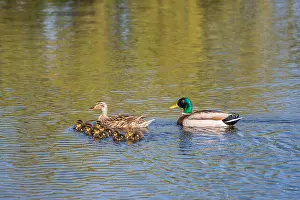 Offspring Prints: Female and Male Ducks with Ducklings