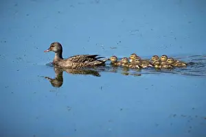 Protecting Prints: Female mallard duck and its ducklings in a marsh along the St. Lawrence River