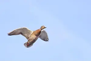 Mallard Duck Prints: Female mallard duck in flight isolated against a blue winter sky in Canada
