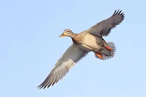 Drake Prints: Female mallard duck in flight isolated against a blue winter sky in Canada