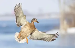 Mallard Prints: Female mallard duck in flight isolated against a blue winter sky in Canada