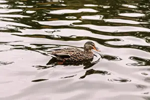 Cold Weather Prints: A female mallard duck swimming in the Goodacre Lake in Beacon Hill Park