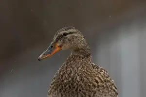 Blank Space Prints: A female Mallard duck in Victoria, British Columbia, Canada