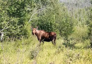 Hoof Prints: Female moose standing in green grass