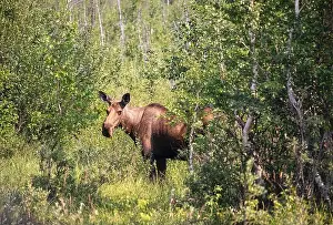 Hoof Prints: Female moose standing in green trees and plants on a sunny spring day near Delta Junction