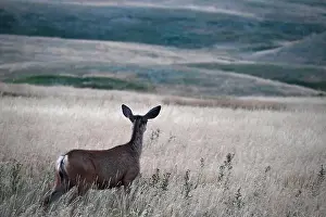 Mule Deer Prints: A female mule deer is looking in the distance near the town of Fort Macleod