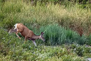 Mule Deer Prints: A female mulet deer walks in the countryside near the town of Fort Macleod