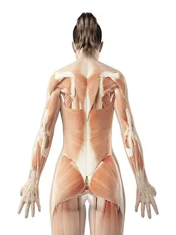 Muscles Prints: female back muscles