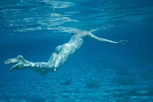 Underwater Photography Prints: Female naked body underwater