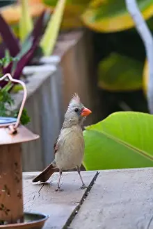 Red Bird Prints: Female northern cardinal feeding at a bird feeder