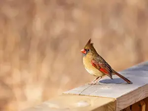 Red Bird Prints: Female Northern cardinal perched on the wooden railing