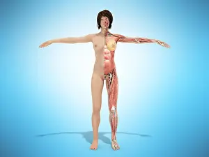 Tubes Prints: A female nude body anatomy for books 3d illustration on blue