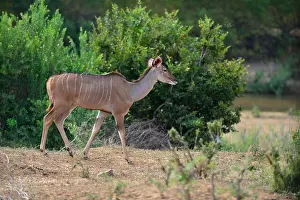 Kruger Prints: Female Nyala on the river bank of the Lower Sabie Rive Kruger Park, South Africa