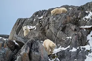 Two Animals Prints: A female polar bear and two cubs climbing on the rocks along the Hudson Bay just outside of Churchill