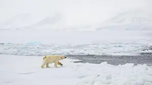 Spitsbergen Prints: Female polar bear (Ursus maritimus) with eartag and collar for research