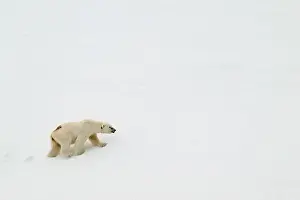 Spitsbergen Prints: Female polar bear (Ursus maritimus) with eartag and collar for research