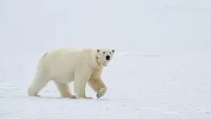 Spitsbergen Prints: Female polar bear (Ursus maritimus) with eartag and collar for research
