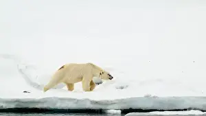 Svalbard Prints: Female polar bear (Ursus maritimus) with eartag and collar for research