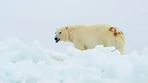 Svalbard Prints: Female polar bear (Ursus maritimus) with eartag and collar for research