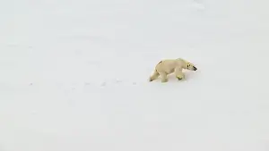 Svalbard Prints: Female polar bear (Ursus maritimus) with eartag and collar for research