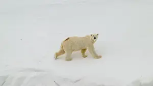 Svalbard Prints: Female polar bear (Ursus maritimus) with eartag and collar for research