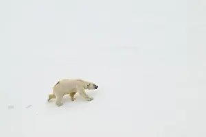 Svalbard Prints: Female polar bear (Ursus maritimus) with eartag and collar for research