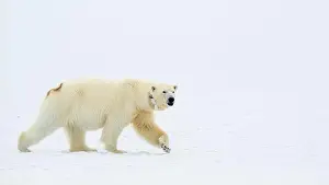Svalbard Prints: Female polar bear (Ursus maritimus) with eartag and collar for research