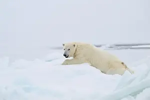 Svalbard Prints: Female polar bear (Ursus maritimus) with eartag and collar for research