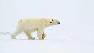 Svalbard Prints: Female polar bear (Ursus maritimus) with eartag and collar for research