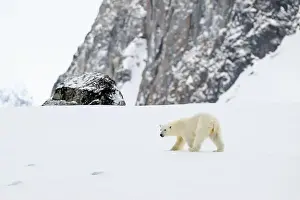 Arctic Bear Prints: Female polar bear (Ursus maritimus) on snow
