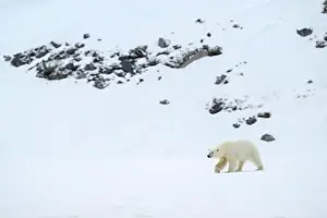 Female polar bear (Ursus maritimus) on snow