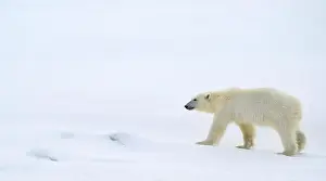 Ice Rink Prints: Female polar bear (Ursus maritimus) on snow