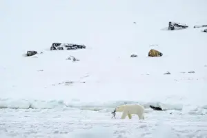 Female polar bear (Ursus maritimus) on snow with dead bird