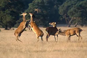 Ungulate Prints: Female red deer fighting over an apple in the National Park De Hoge Veluwe, Netherlands