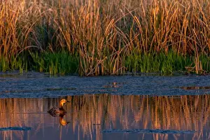 Chuck Haney Prints: Female redhead duck at Ninepipe National Wildlife Refuge near Ronan