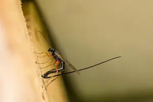 a female sabre wasp with a long tail laying eggs in a tree trunk, german insect of the year 2025
