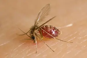 Female sand fly (Lutzomyia longipalpis) biting a human arm with abdomen full of blood