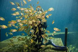 35 39 Years Prints: Female scuba diver feeding a school of bluegill fish, Blue Grotto, Williston, Florida, USA