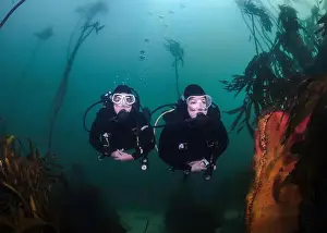 Dive Site Prints: Two female scuba divers underwater swimming together in the kelp forest