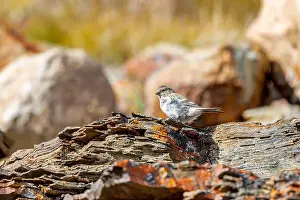 Female snow bunting, Plectrophenax nivalis