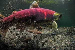 Cordova Prints: Female Sockeye Salmon (Oncorhynchus nerka)